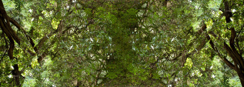 nara_green2s.jpg