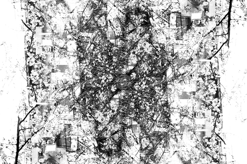 sl_plant01.jpg