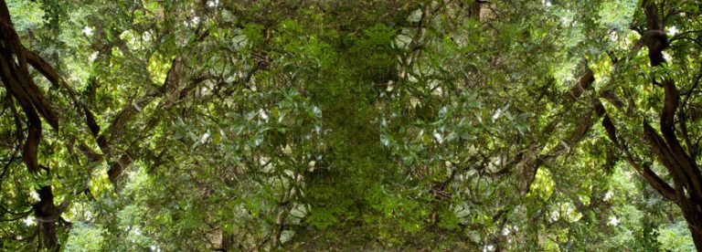 nara_green2s.jpg