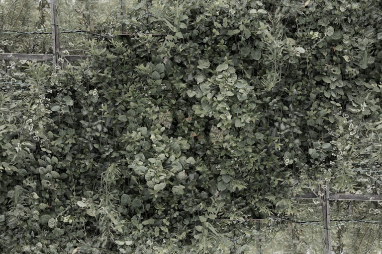 SDIM1197