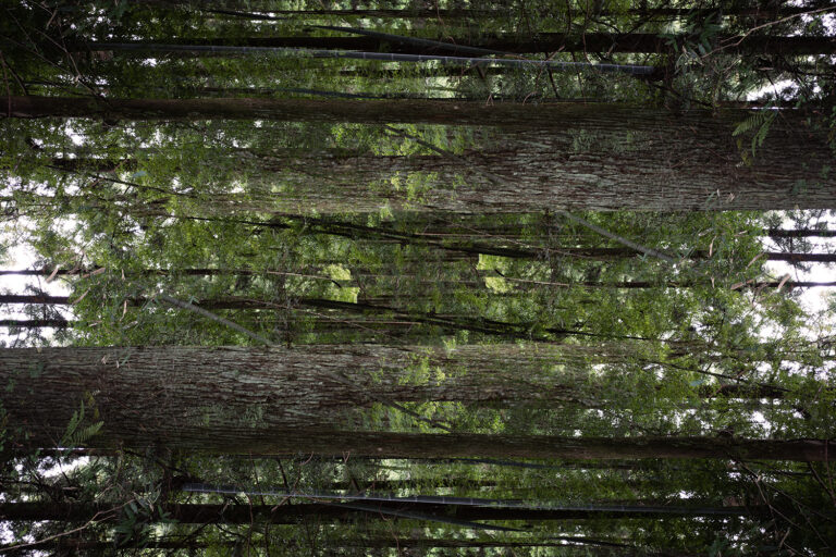SDIM3709