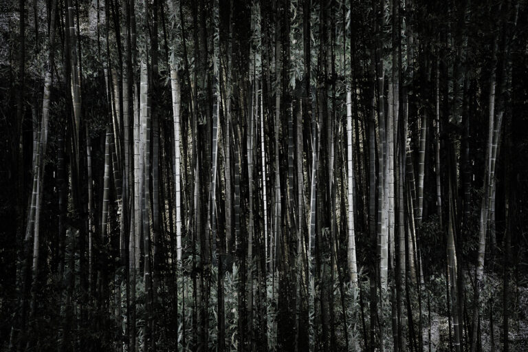 SDIM4619