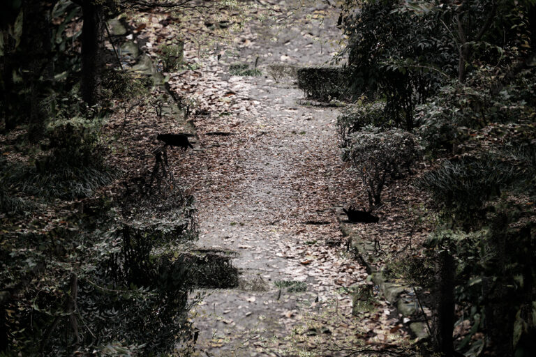 SDIM4773