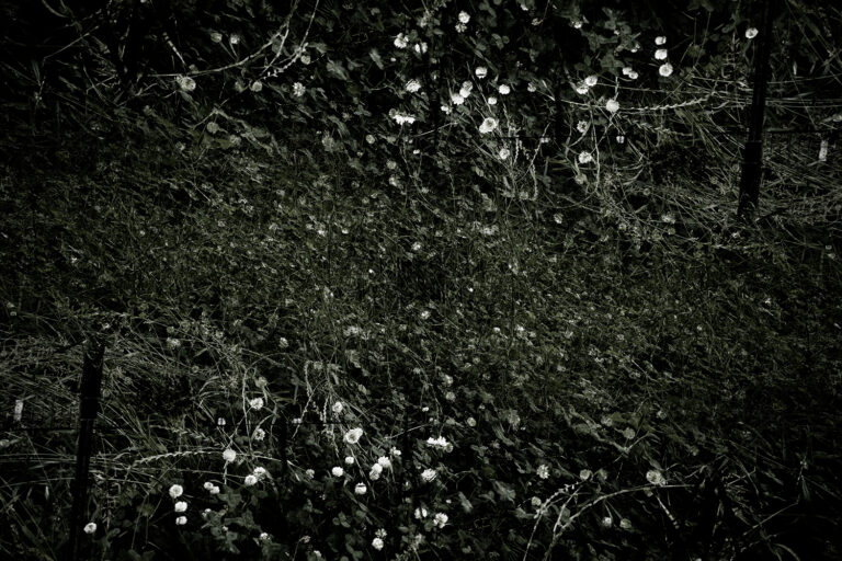 SDIM4077