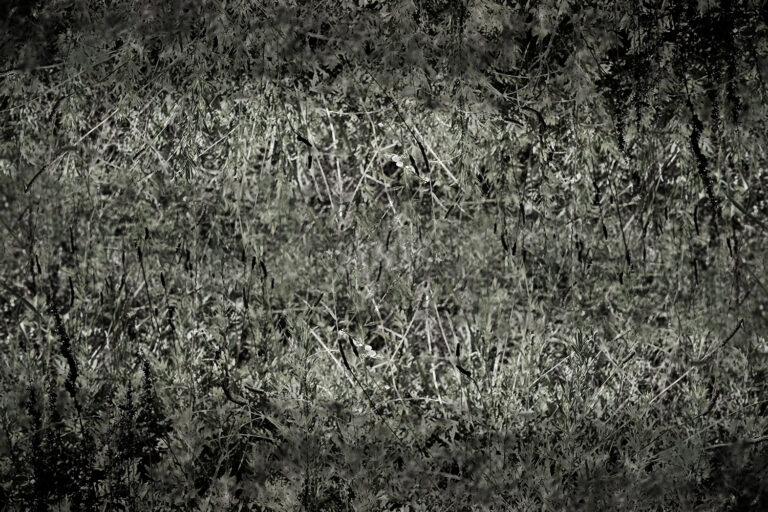 SDIM0567