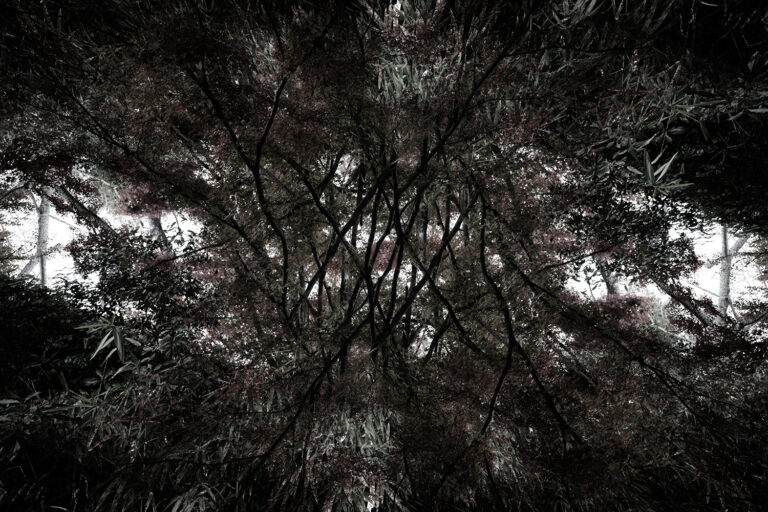 SDIM4656